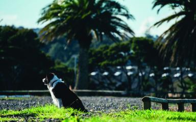 Every dog has its day
