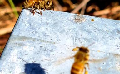 Bees at HPSS