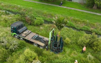 Ōwairaka trees have found their new homes