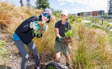 In the weeds at Te Ara Awataha