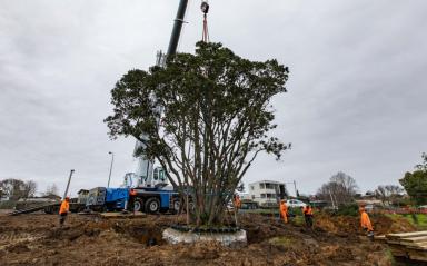 A Pōhutukawa’s Moving Tale