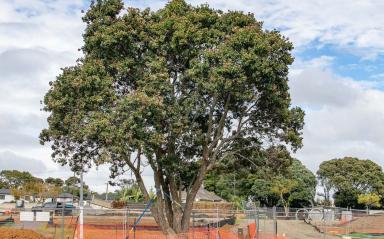 Thriving pōhutukawa 