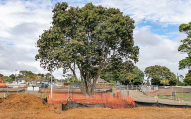 New home for stately Pohutukawa
