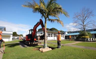 Tropical touch – Kāinga Ora gifts palm trees to local school