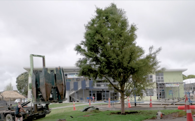 A tiny forest starts with mighty tōtara