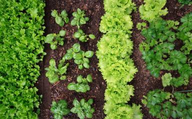 KCFT The Secrets of Growing Plants in Containers