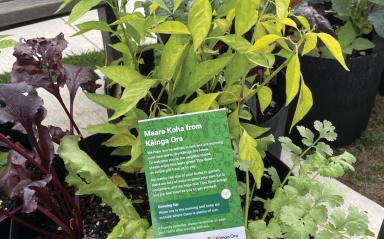 Gardening through Tipu bowls